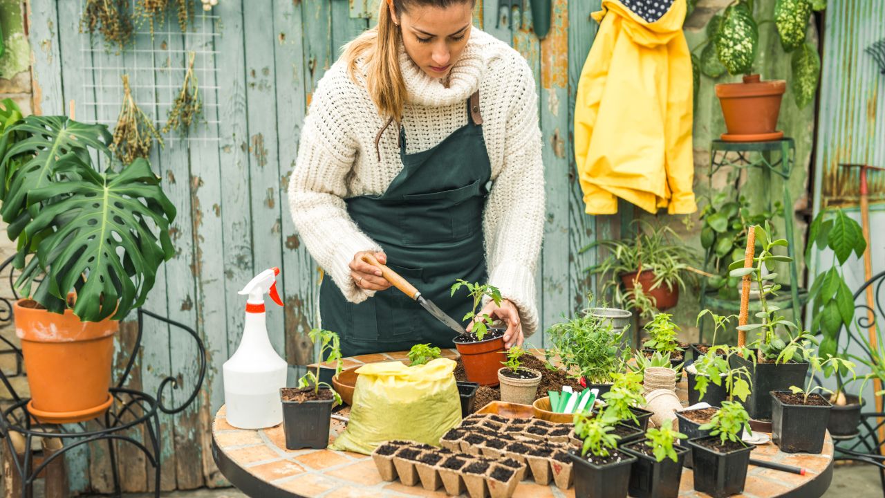 Opt for Compact and Dwarf Plants